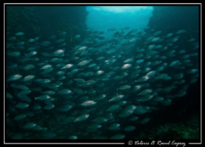 Crowded day (Spicara melanurus) by Raoul Caprez 